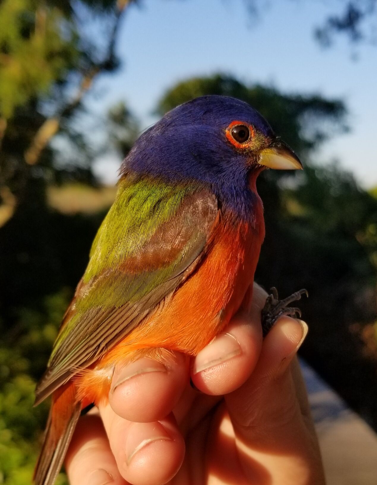painted bunting
